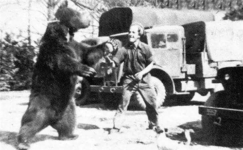 除了警犬，你知道棕熊和貓，也曾是戰場上的一員嗎？