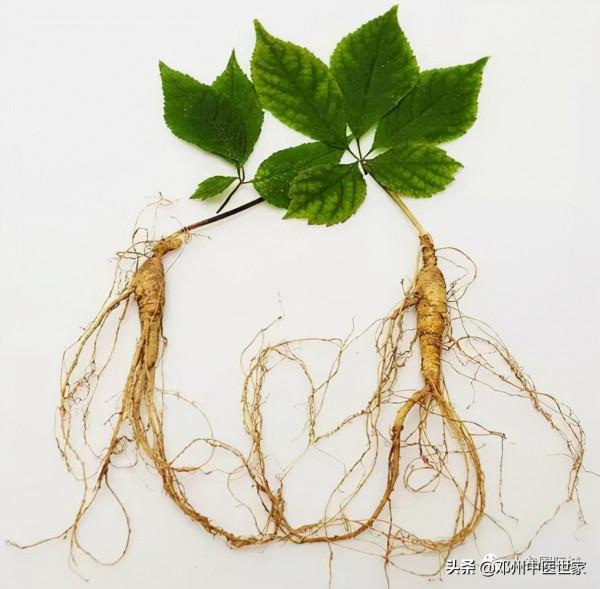 藥性歌括四百味、人參