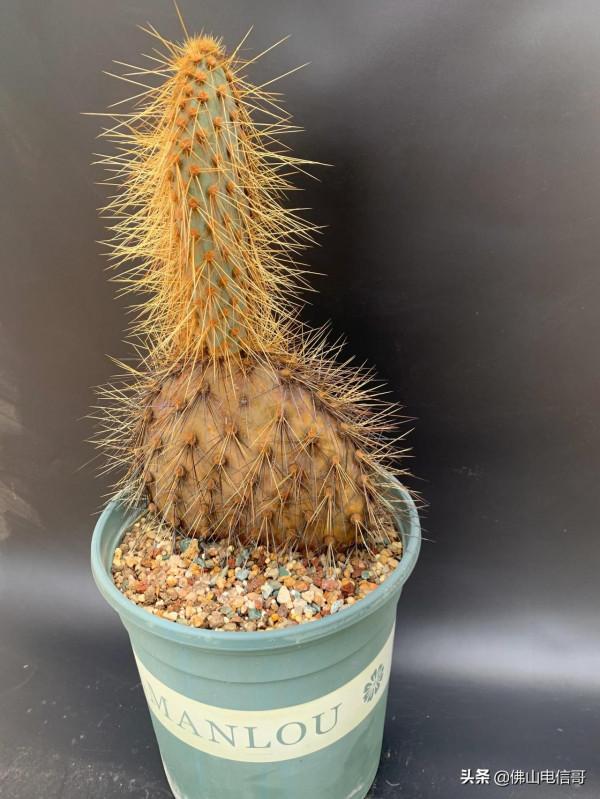 金光閃閃的仙人掌