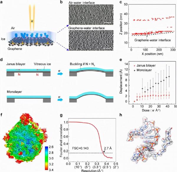 “雙面神”結構薄膜在冷凍電鏡中的應用 “雙面神”結構薄膜在冷凍電鏡中的應用
