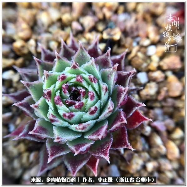 我的多肉，我的小世界