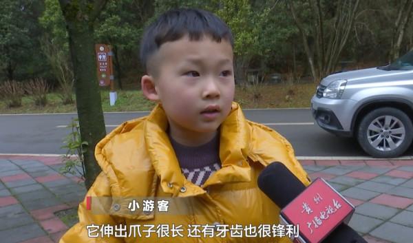 虎年到來福也到!記者近距離探班野生老虎,一起來沾沾“虎”氣 虎年到來福也到!記者近距離探班野生老虎,一起來沾沾“虎”氣