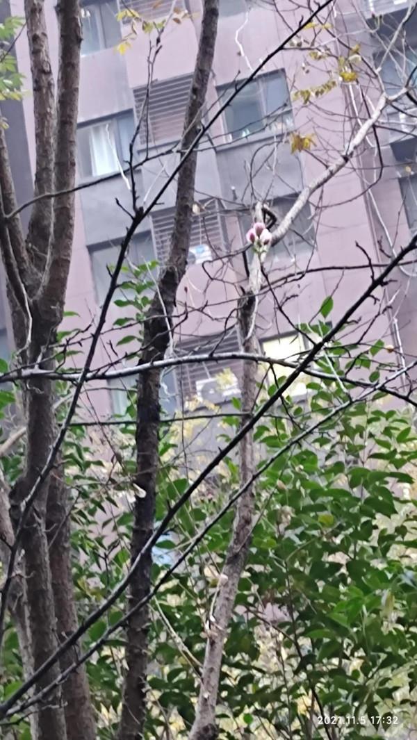 冬天的海棠樹會開花嗎? 冬天的海棠樹會開花嗎?