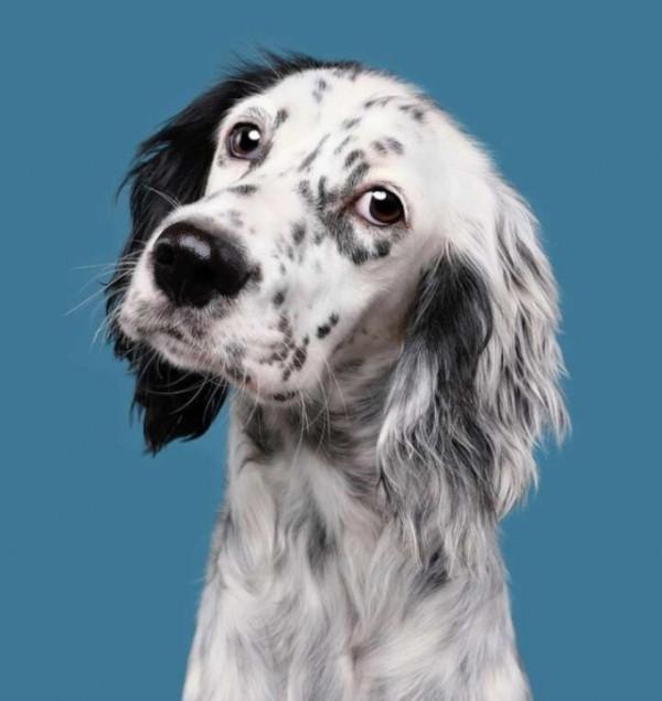 收集20張動物圖片，你最喜歡哪張