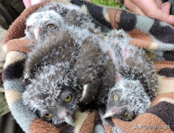 27種動物照片大集合,出生不久的小刺蝟長成這樣,大自然真神奇 27種動物照片大集合,出生不久的小刺蝟長成這樣,大自然真神奇