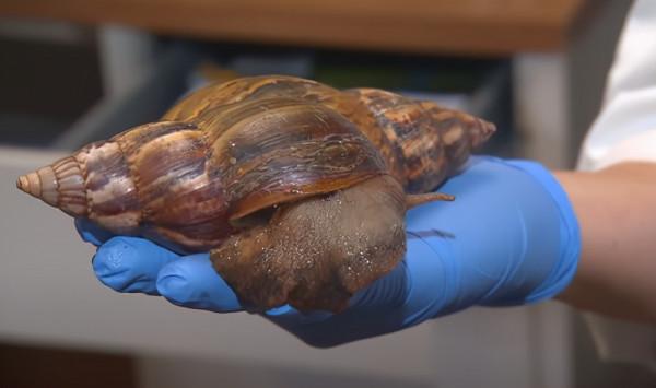 手掌大的飛蛾、比汽車高的鹿，這些東西比你想象的要大很多