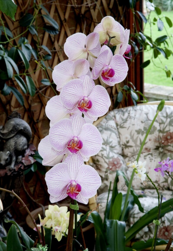 適合客廳養的5種漂亮花,喜慶大氣又吉祥,幸福感滿滿 適合客廳養的5種漂亮花,喜慶大氣又吉祥,幸福感滿滿