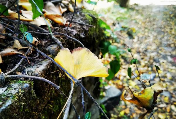 廣東“小眾”銀杏觀賞地，茶鹽古道途經的古村，第一波銀杏黃了