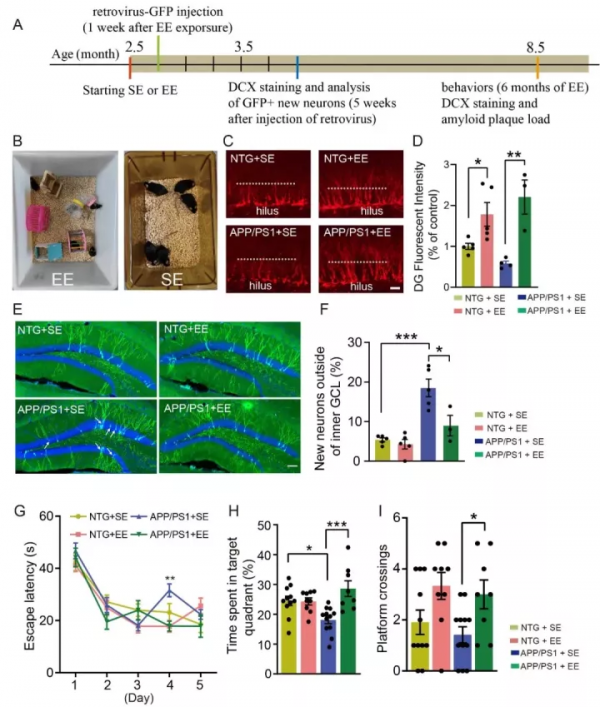 腦科學日報：我國學者發現敲除這個基因導致猴腦容量急劇丟失