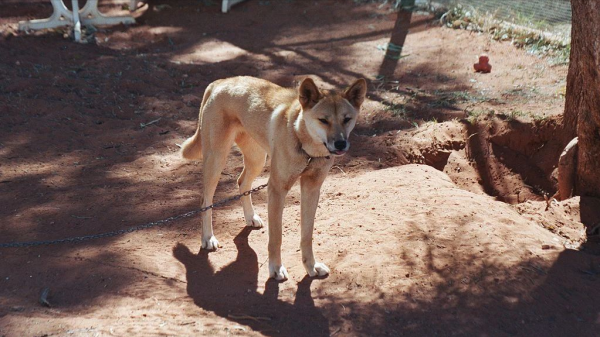 “村口大黃”到澳變身頂級殺手,吃袋鼠偷綿羊讓人頭疼,憑什麼? “村口大黃”到澳變身頂級殺手,吃袋鼠偷綿羊讓人頭疼,憑什麼?