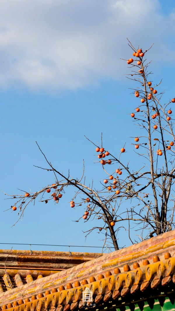 在北京過個秋天，立刻退掉了去騰衝的機票