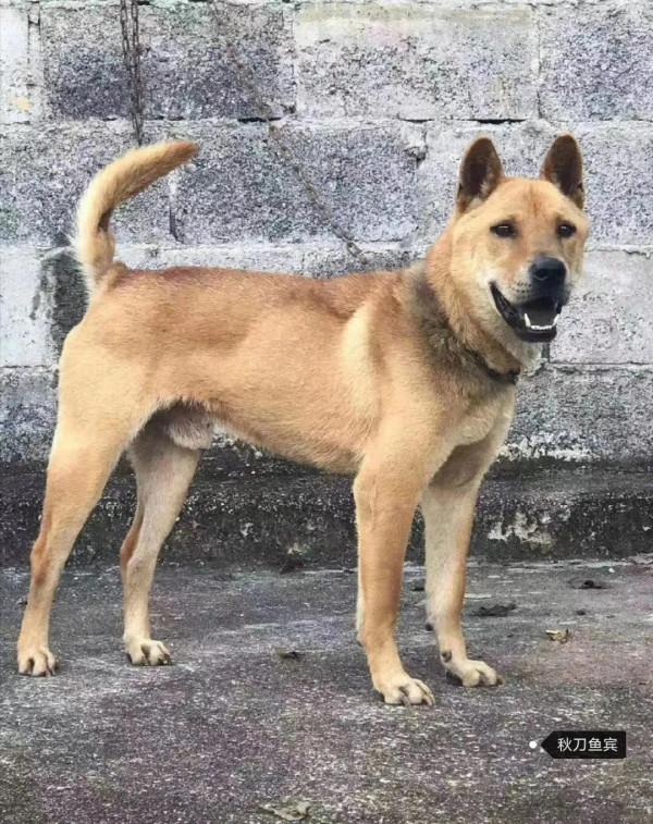 老黃救過我奶奶的性命,善待好中華田園狗,保護中國血統狗 老黃救過我奶奶的性命,善待好中華田園狗,保護中國血統狗