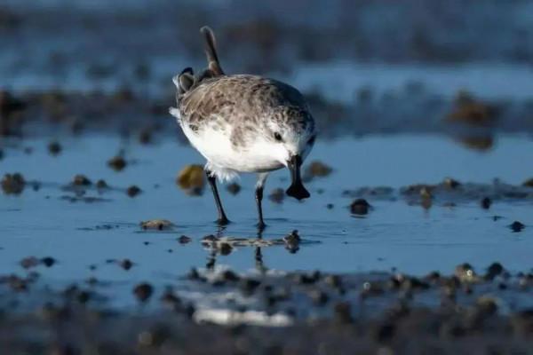 為了保護瀕危水鳥,有人去偷蛋,有人放棄年薪百萬 為了保護瀕危水鳥,有人去偷蛋,有人放棄年薪百萬