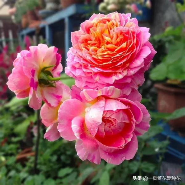 廣東三寶&mdash;&mdash;莫奈，條紋系美花，耐曬耐熱對天熱地區友好的月季