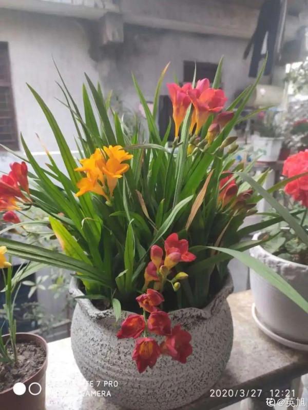 開花超香的香雪蘭，夏天葉子全黃了，挖出滿盆小球，大豐收