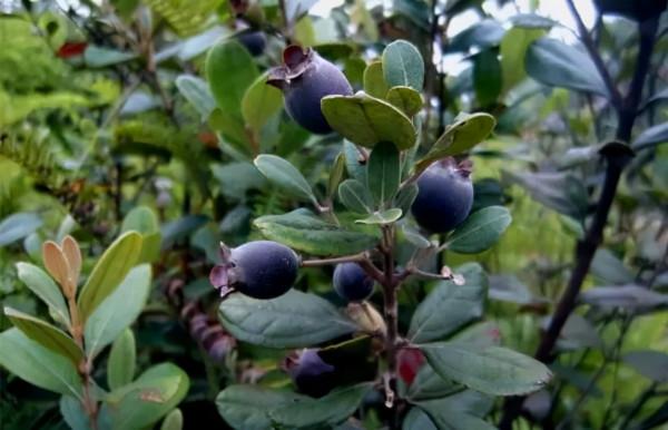 20種美味的野果子,你還記得幾種?一起來認識下,漲知識不吃虧 20種美味的野果子,你還記得幾種?一起來認識下,漲知識不吃虧