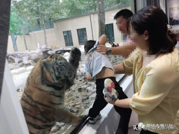 北京新開一家動物園,可以和老虎共進午餐 北京新開一家動物園,可以和老虎共進午餐