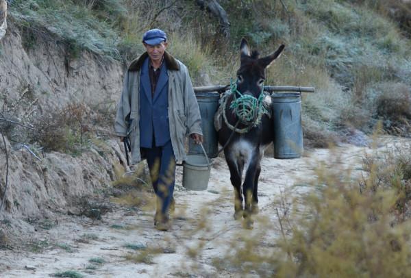 馬看上去處處比驢強，為何至今無法取代驢？驢到底有何特殊能力？