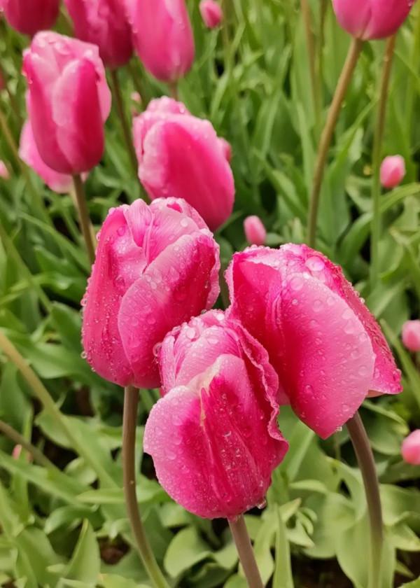 4種花不能淋雨，一淋就黑腐爛根，最後只剩個空盆