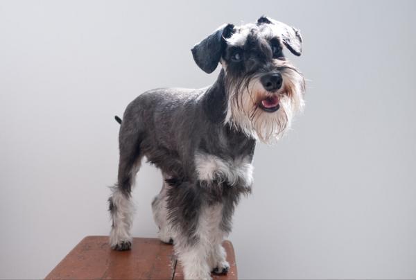 “純種”雪納瑞的挑選辦法，現在告訴你