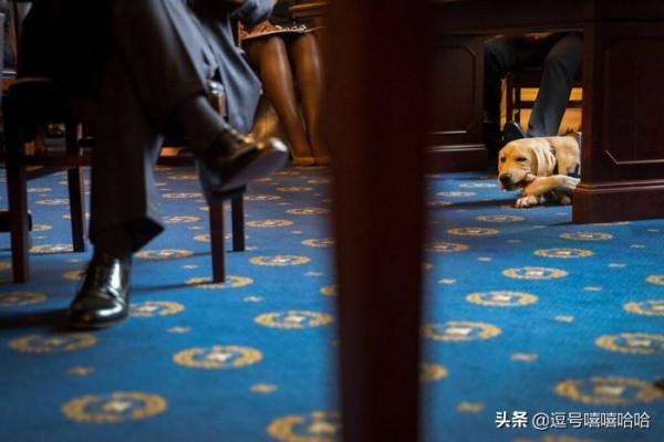 狗狗的這些行為是在告訴你一些資訊 你注意到了嗎？