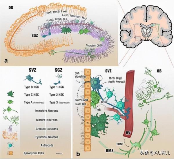 在營養學上，有哪些物質能促進大腦發育、增進智力？