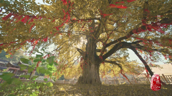 銀杏樹下的生活什麼樣？來&OpenCurlyDoubleQuote;中華銀杏第一村&rdquo;瞧瞧