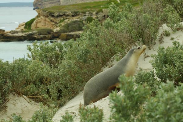 南澳袋鼠島風光之 海豹灣 南澳袋鼠島風光之 海豹灣