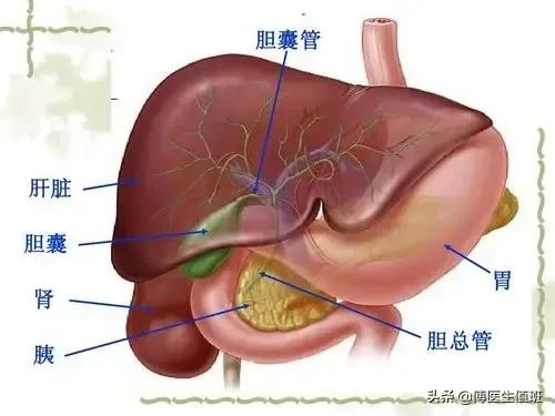 女子腹痛，疑為膽囊炎，檢查發現肝臟多發腫瘤，醫生：差點誤診