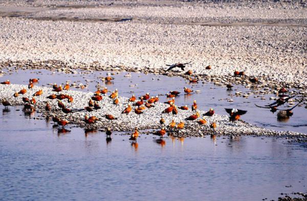 新疆溫宿庫瑪力克河畔鳥翩遷 新疆溫宿庫瑪力克河畔鳥翩遷