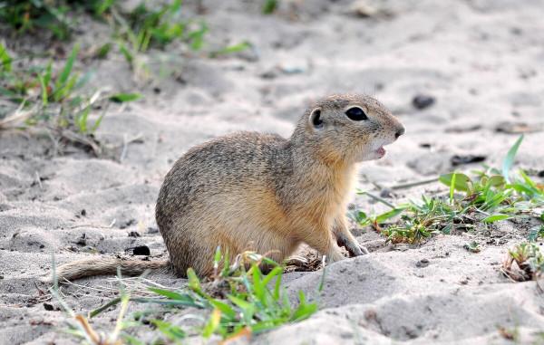 突然發現農村的老鼠少了,夜裡也沒有貓頭鷹叫了,啥原因? 突然發現農村的老鼠少了,夜裡也沒有貓頭鷹叫了,啥原因?