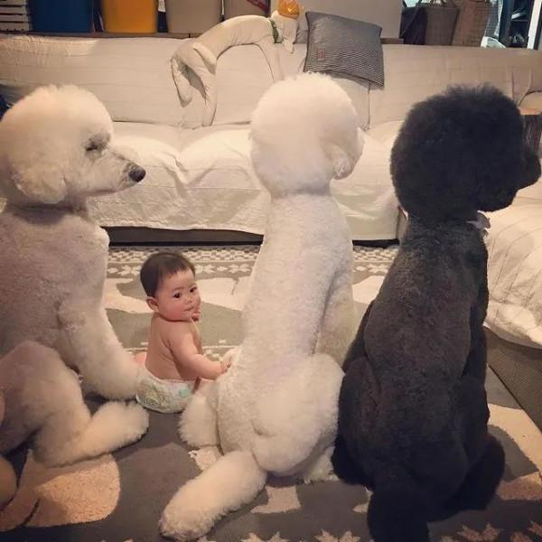 日本奶奶分享小孫女和三隻大狗狗的日常，治癒了56萬+網友…