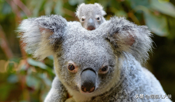 27種動物照片大集合,出生不久的小刺蝟長成這樣,大自然真神奇 27種動物照片大集合,出生不久的小刺蝟長成這樣,大自然真神奇