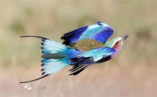 我們的星球上,動物的尾巴是最值得欣賞的,那就是鳥的美麗尾巴 我們的星球上,動物的尾巴是最值得欣賞的,那就是鳥的美麗尾巴