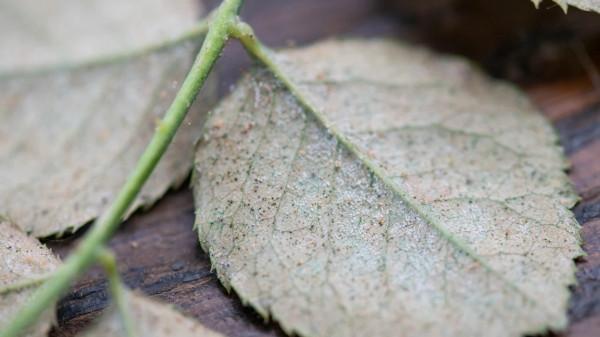 防治好這些病蟲害,讓您的月季更美麗 防治好這些病蟲害,讓您的月季更美麗