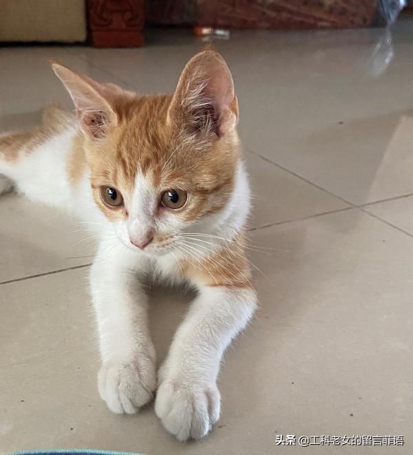 饞貓懶貓，一隻又饞又懶的可愛貓