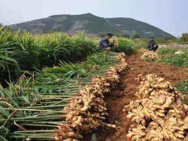 大姜產量高不高?關鍵看播種深度,有經驗的姜農都這樣做 大姜產量高不高?關鍵看播種深度,有經驗的姜農都這樣做