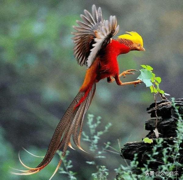 自然界最古靈精怪的精靈