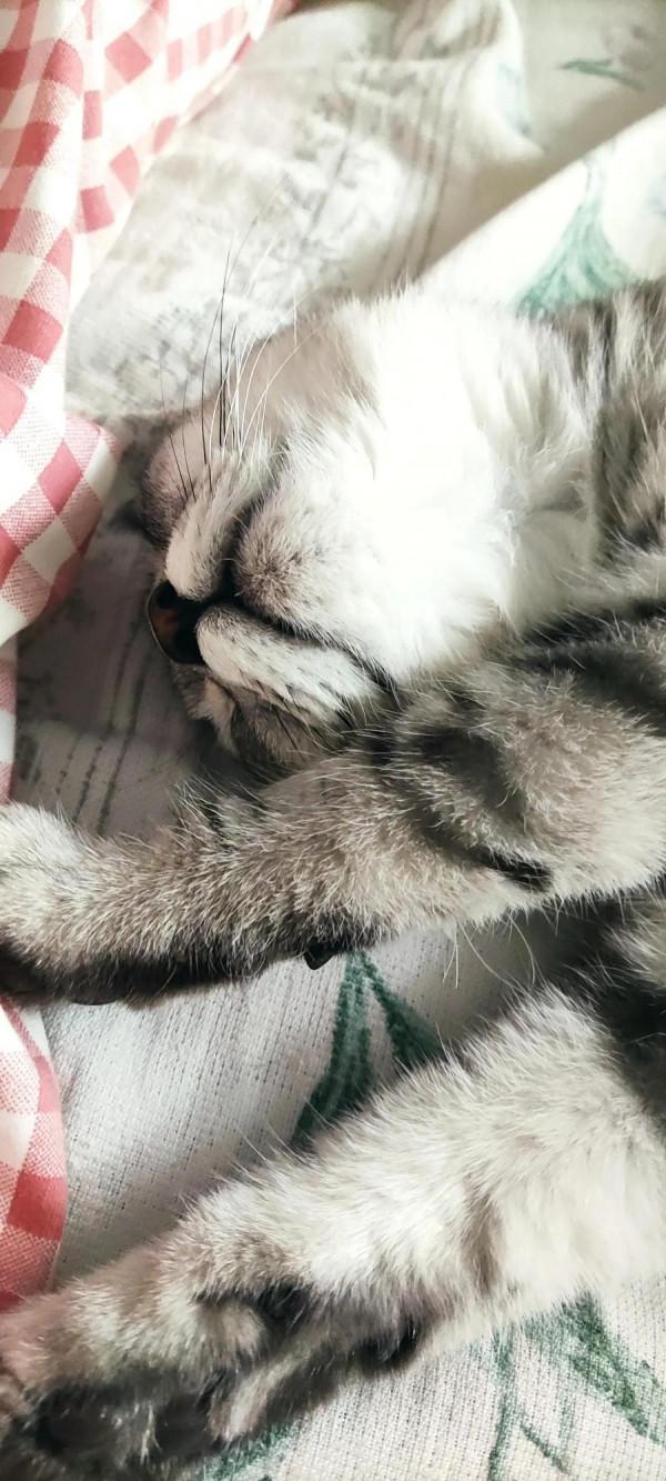 我家二毛美眉的日常（睡覺篇）