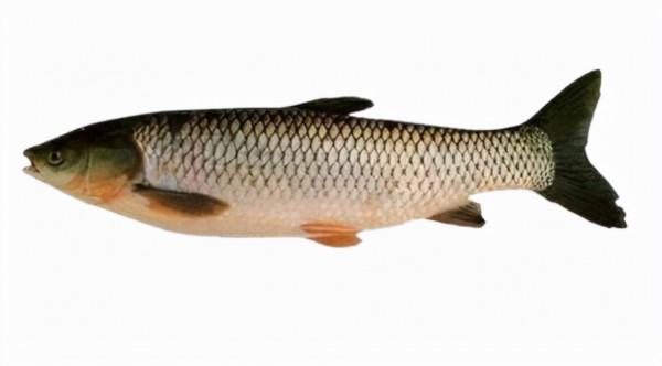 蚯蚓釣魚有何技巧？學會“調低釣高”，漂相清晰，魚都吃“死口”