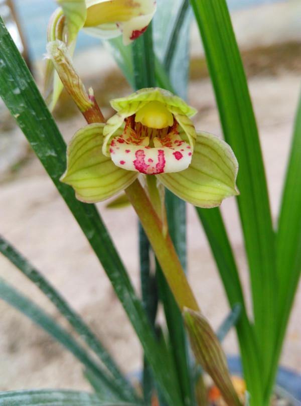 玩蘭花走火入魔有哪些表現?有以下幾個症狀,自己就要格外注意了 玩蘭花走火入魔有哪些表現?有以下幾個症狀,自己就要格外注意了