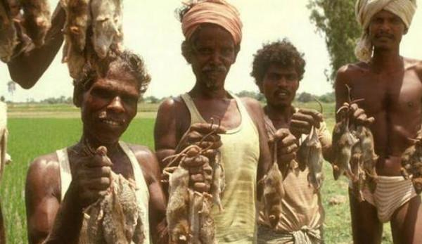 這就是印度捕鼠人一家的午飯，6只老鼠，烤焦了沾咖哩又香又脆