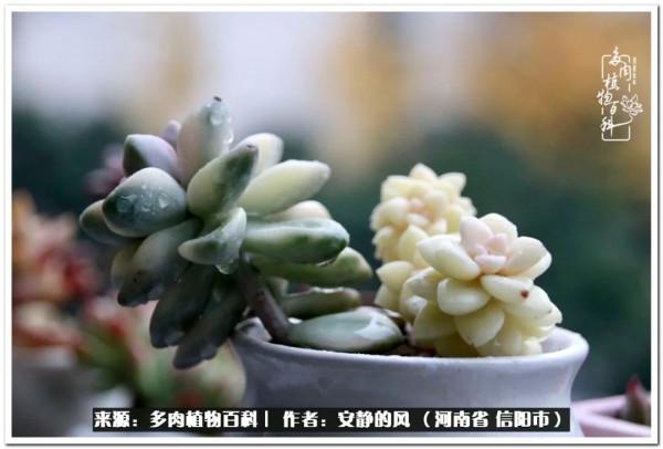 陽臺多肉黨的幸福生活 陽臺多肉黨的幸福生活