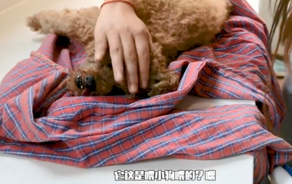 泰迪送來醫院一直在抽搐，知道原因後被感動到了：母愛太偉大了