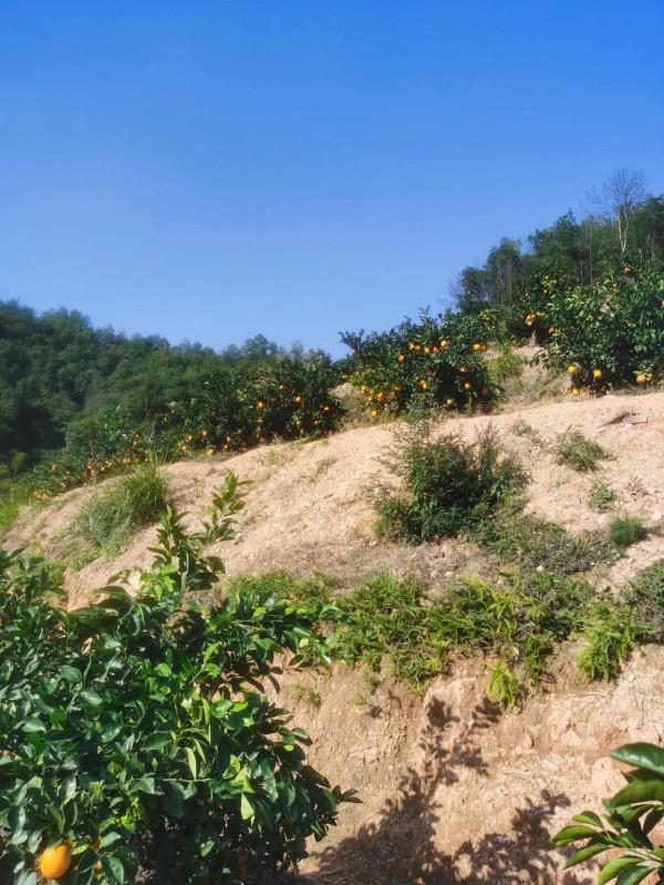 江西的橙子為什麼好吃呢？