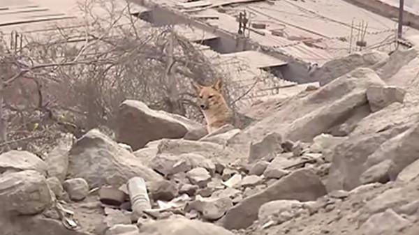 秘魯女子的寵物&quot;狗&quot;總獵殺鄰居家雞鴨，長大一看，這不是狐狸嗎？