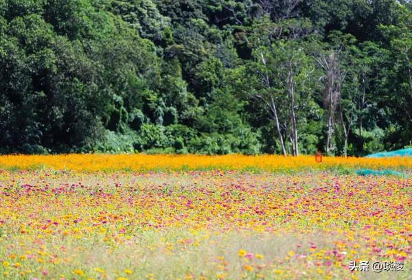 廣東第一大姓氏，有一座中山最大宗祠，匾額上皇帝卻只提了半個字