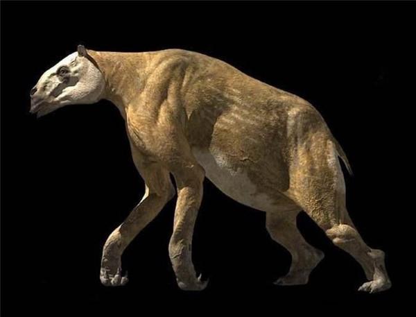 神農架相傳出現驢頭狼,吃農戶養的豬,揭秘:疑是“四不像”鬣羚 神農架相傳出現驢頭狼,吃農戶養的豬,揭秘:疑是“四不像”鬣羚