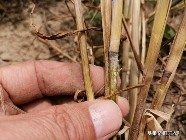 防治小麥白穗病有技巧,播種前,多做這一點最關鍵 防治小麥白穗病有技巧,播種前,多做這一點最關鍵