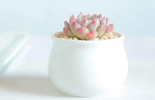 神奇的大自然之多肉植物！竟然很多都沒見過！太神奇了！（下）